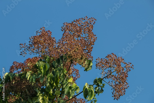 Früchte des Bienenbaumes, Tetradium daniellii photo