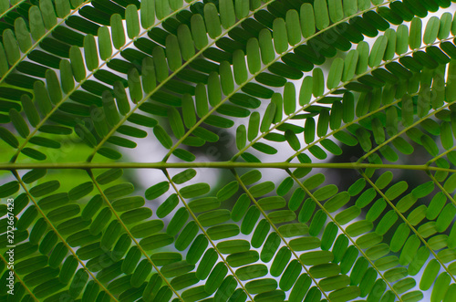 Obraz na płótnie Royal Poinciana closeup of green leaves