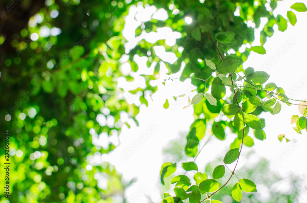 Green leaves on tree and bright white background. Green leaves on tree and bright white background.