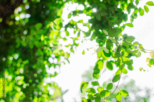 Green leaves on tree and bright white background.