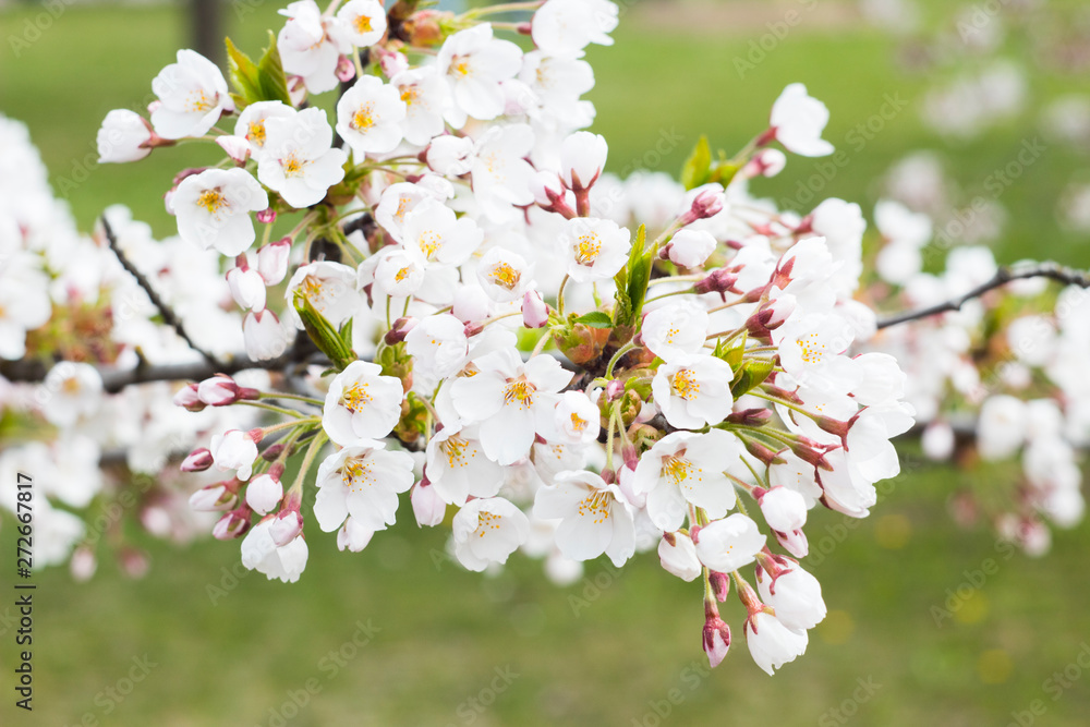 Sakura blossom with green blurred background Sakura blossom with green blurred background