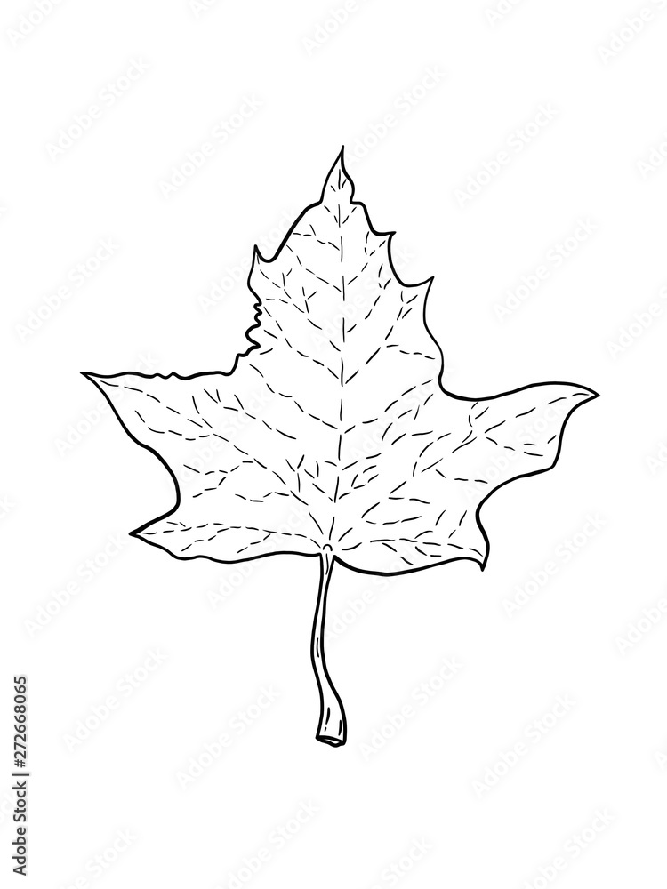 Black and white illustration of maple leaf on a white background Black and white illustration of maple leaf on a white background