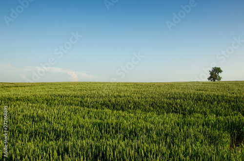 wheat on the blue sky background. green wheat field and sunny day