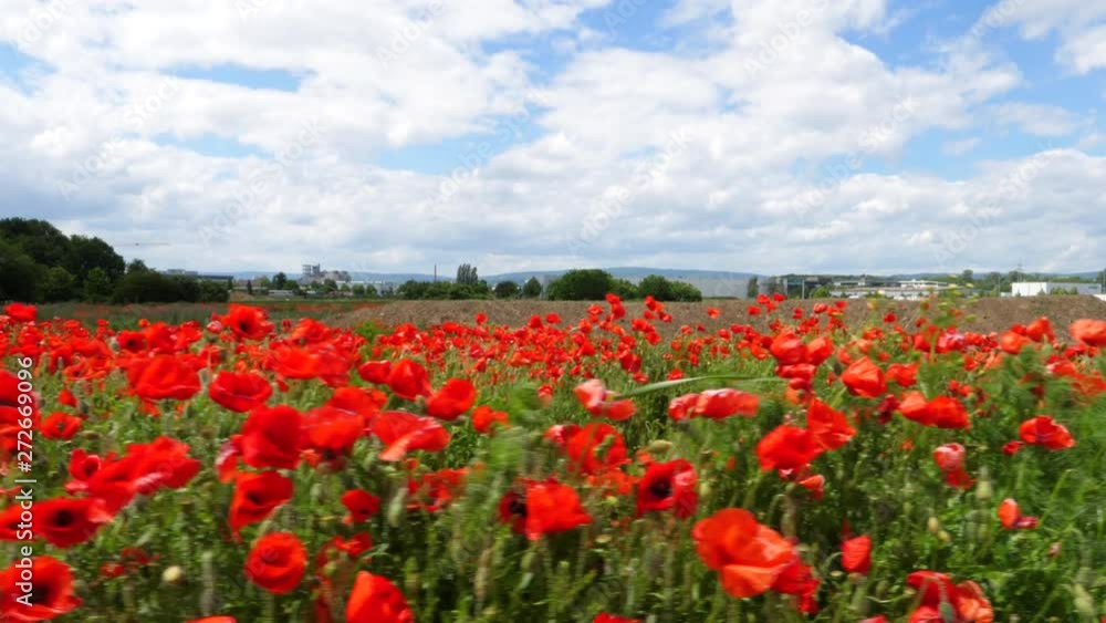 Corn poppy - agricultural field, tracking shot Corn poppy - agricultural field, tracking shot
