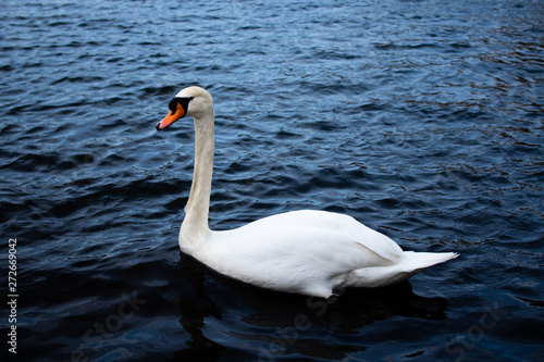 Beautiful white swan on a blue lake