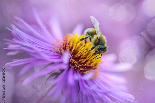 Obraz na płótnie bee on a purple flower