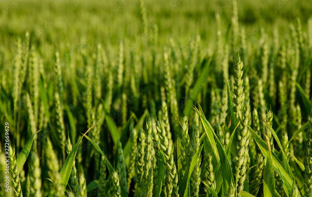 wheat on the blue sky background. green wheat field and sunny day wheat on the blue sky background. green wheat field and sunny day