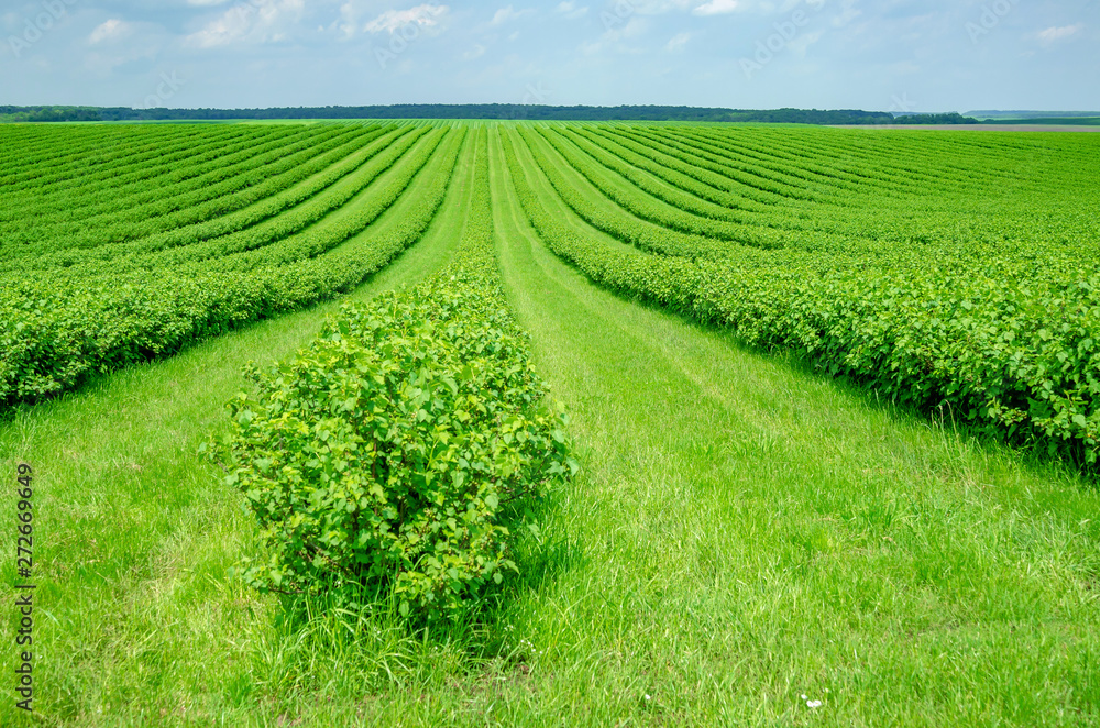 Field is planted with rows of bushes of black currant. Agriculture. Growing berries. Field is planted with rows of bushes of black currant. Agriculture. Growing berries.