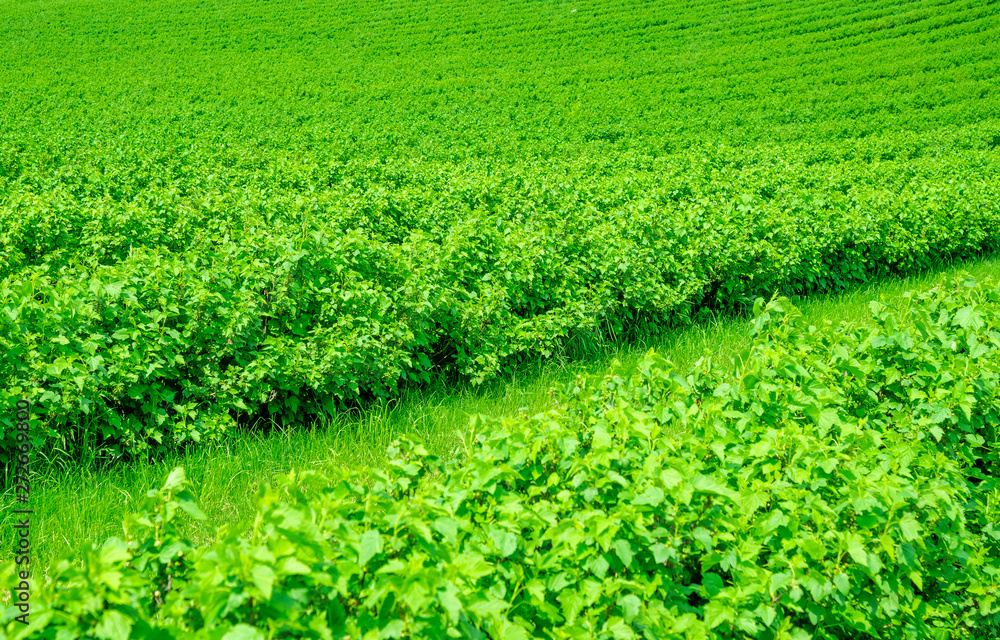 Field is planted with rows of bushes of black currant. Agriculture. Growing berries. Field is planted with rows of bushes of black currant. Agriculture. Growing berries.