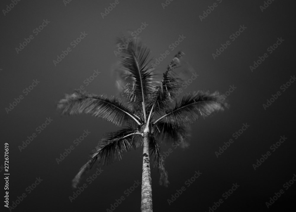 Obraz premium Coconut in the sky