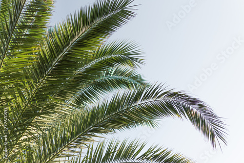 Palm leaves on a sky blue background. Palm tree background. Copy space.