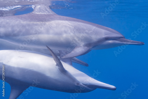 Two dolphins swimming together in blue water