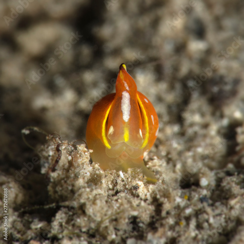 Sea slug Siphopteron  flavolineatum. Underwater macro photography from Romblon, Philippines photo