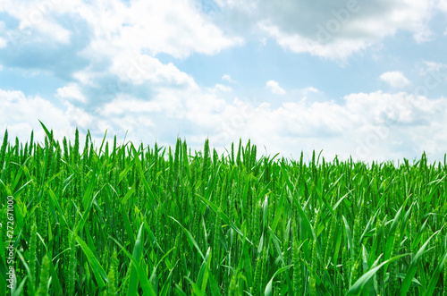 Young green wheat in a field on a background blue sky. Agricultural concept