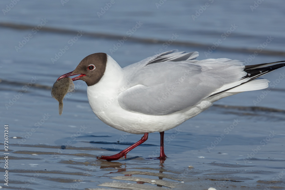 Obraz premium möwe mit fisch