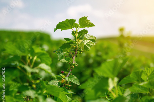 Black currant branch with green leaves