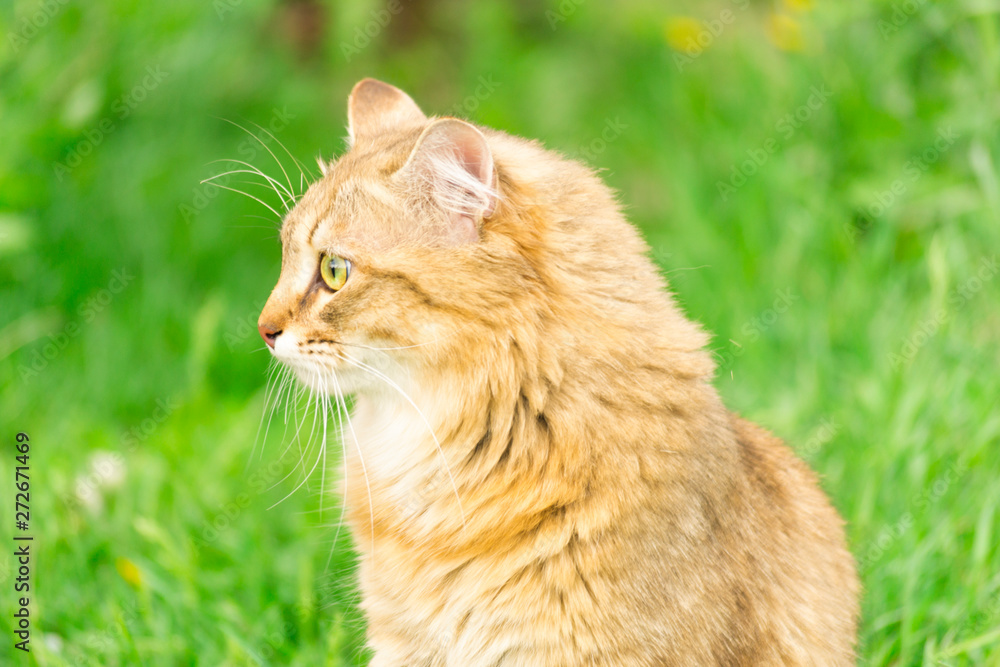 Ginger tabby cat on the nature in the green grass among the yellow dandelions. Cat walking in nature.