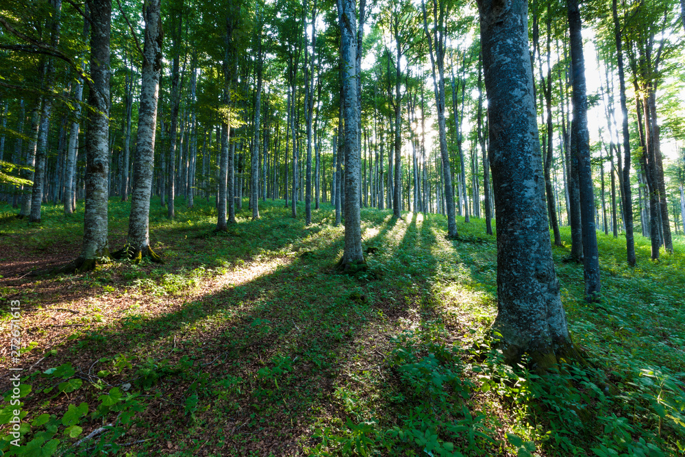 Fototapeta premium The plateau of Cansiglio