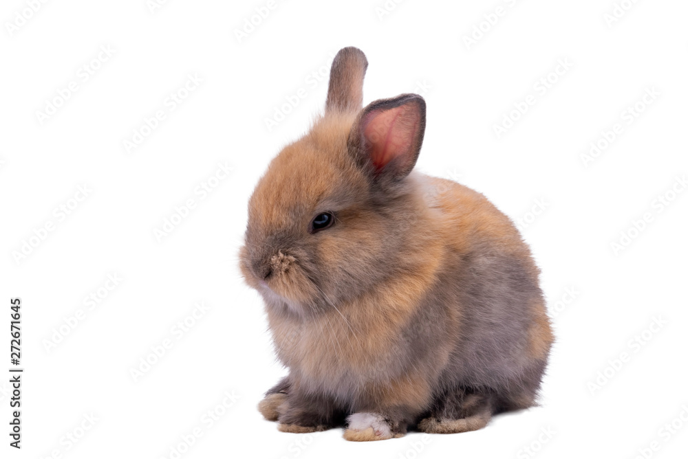 Baby cute rabbits has a pointed ears, brown fur and sparkling eyes, on white Isolated background, to Easter festival and holidays concept. - obrazy, fototapety, plakaty 