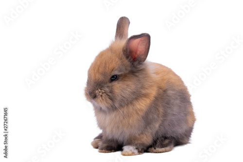 Baby cute rabbits has a pointed ears, brown fur and sparkling eyes, on white Isolated background, to Easter festival and holidays concept.