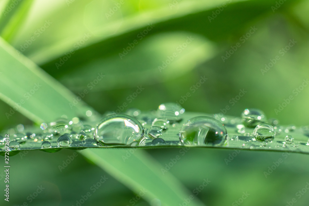 Water drops on green leaves have a green background. Water drops on green leaves have a green background.