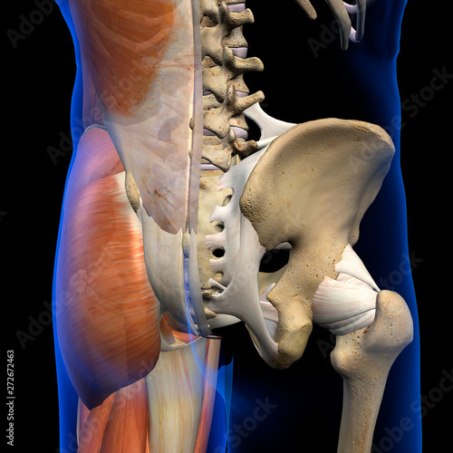 Pelvic and Hip Muscles and Ligaments, Posterior View on Black