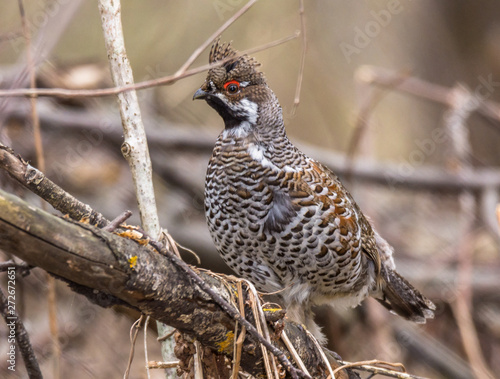 Photography hazel grouse