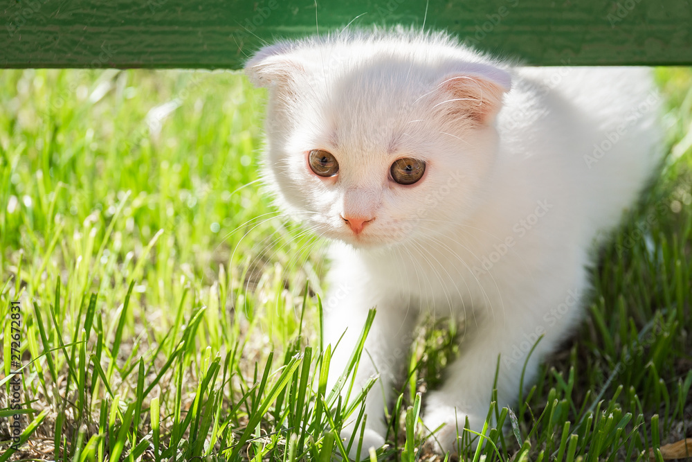 white kitten on the grass