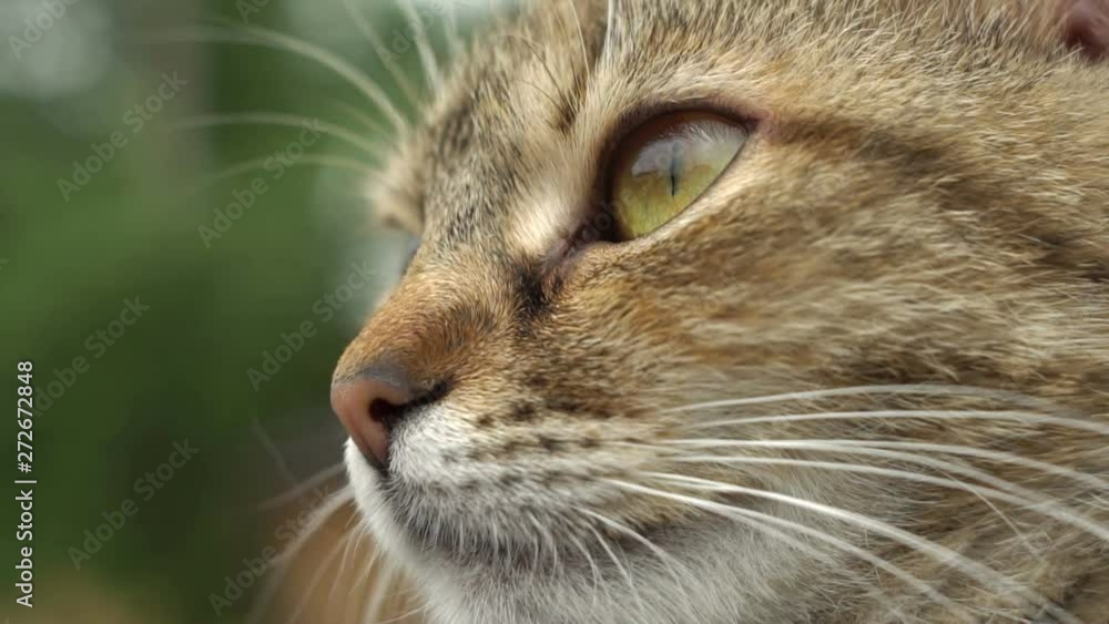 Young Cat Close-Up Portrait Young Cat Close-Up Portrait