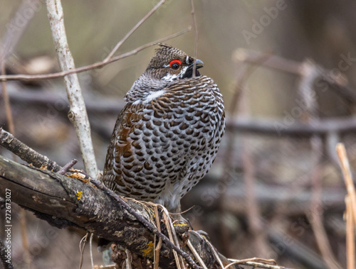 Photography hazel grouse