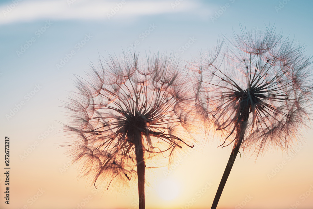 Beautiful dandelions, yellow salsify, against the sunset sky