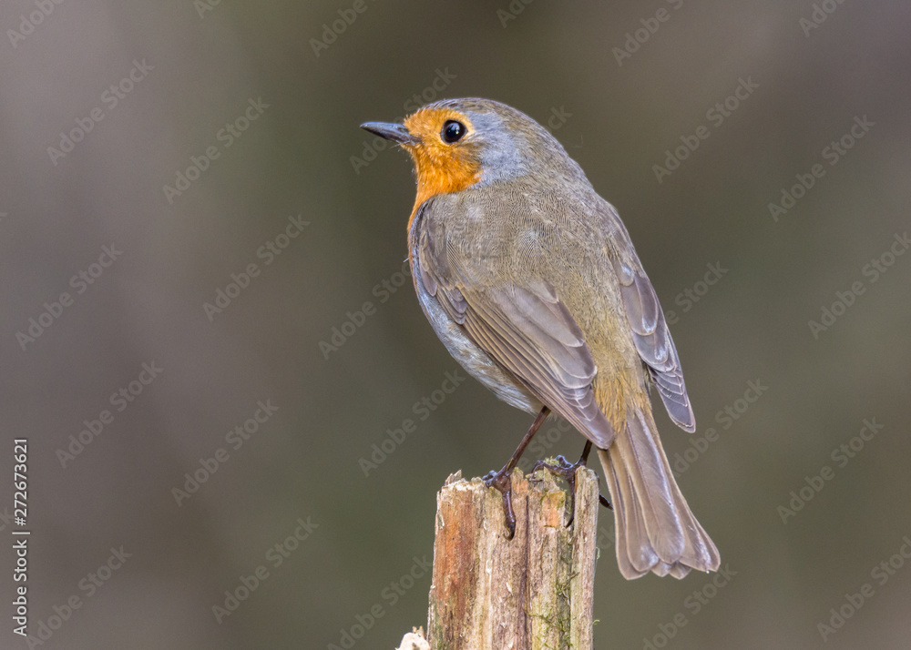 robin on a branch