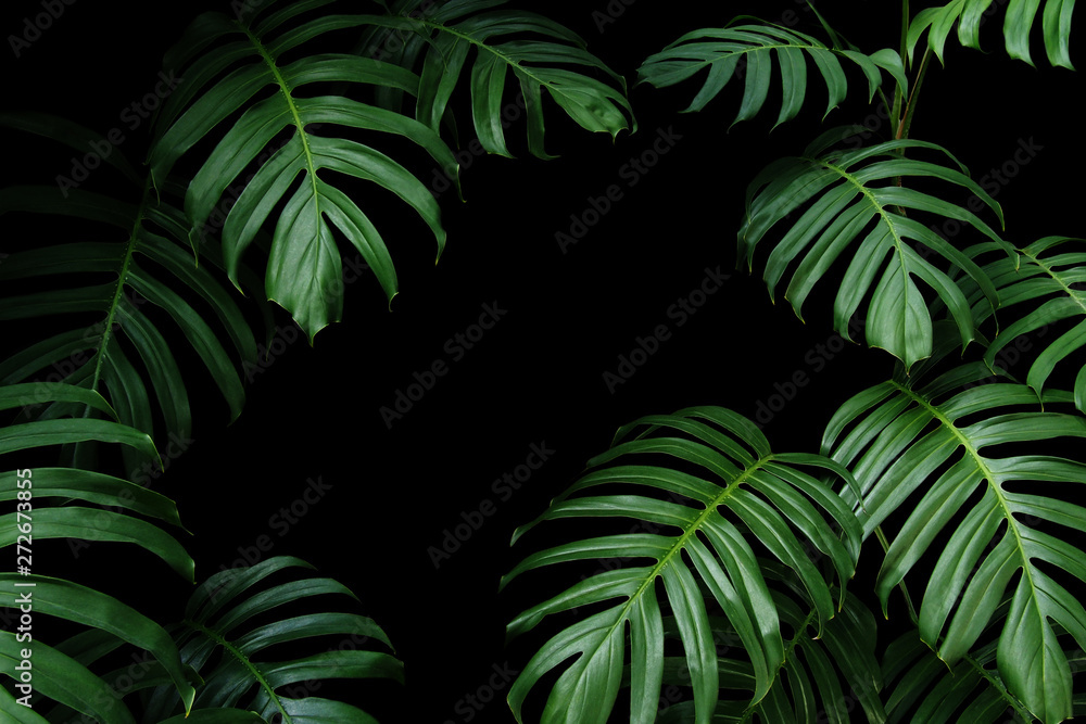 Dark green leaves of native Monstera the tropical forest plant evergreen vines, nature leaf frame on black background. - obrazy, fototapety, plakaty 