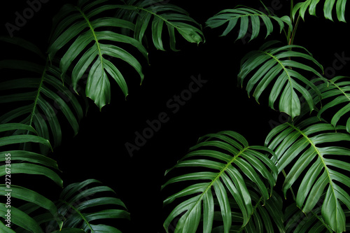 Dark green leaves of native Monstera the tropical forest plant evergreen vines, nature leaf frame on black background.