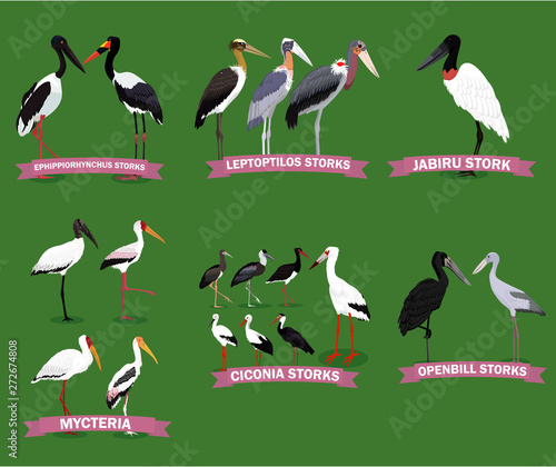Set of storks families. Bird cartoon collection