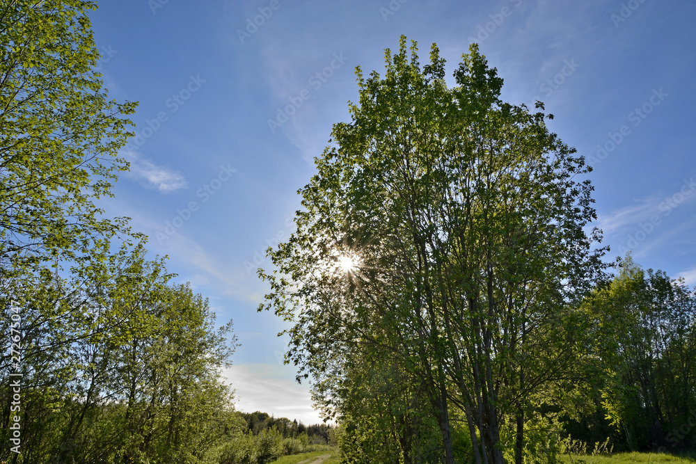 Sun rays passing through the green foliage of a tree on a forest road. Summer landscape Sun rays passing through the green foliage of a tree on a forest road. Summer landscape
