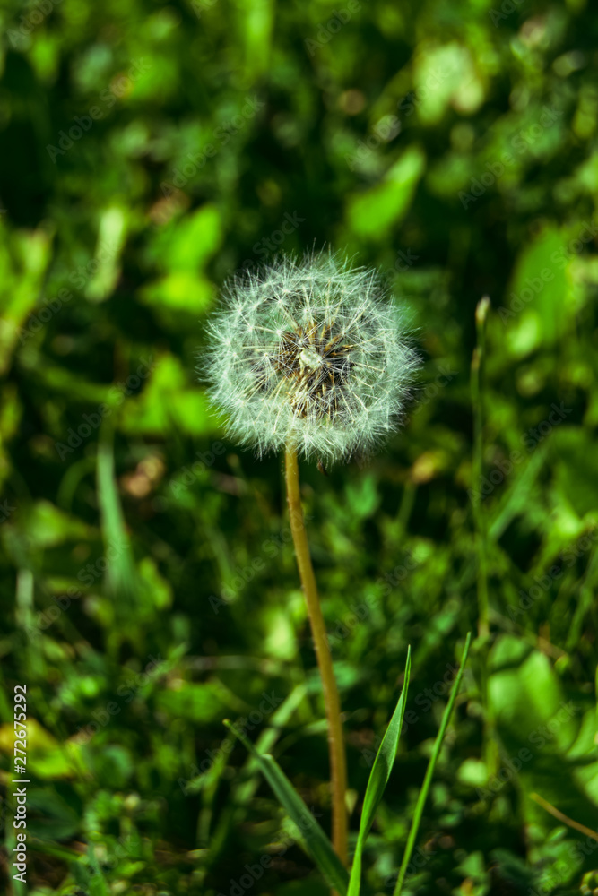 dandelion on background of green grass dandelion on background of green grass