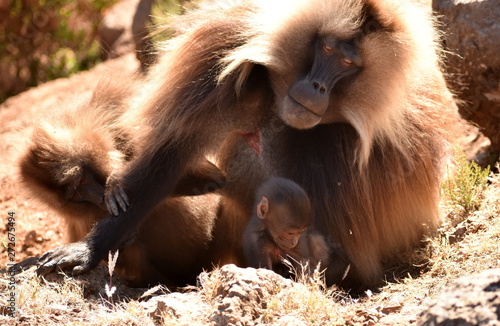 Gelada (bleeding heart) baboon mother watching over its baby