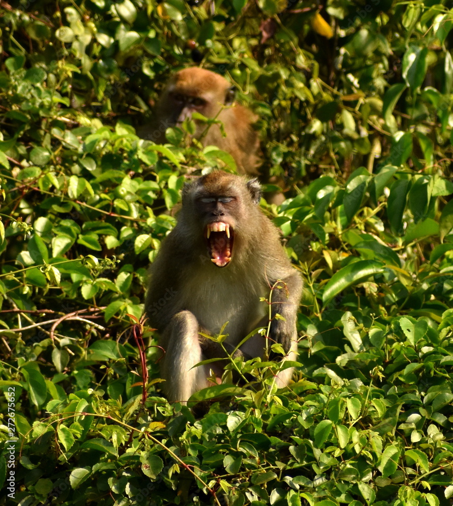 Monkey with sharp teeth yawning Monkey with sharp teeth yawning