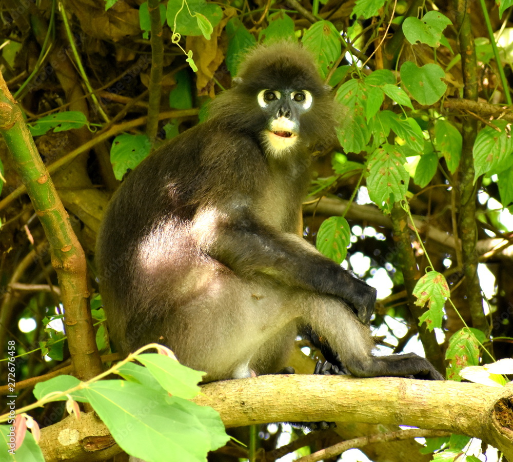 Leaf monkey sitting in tree