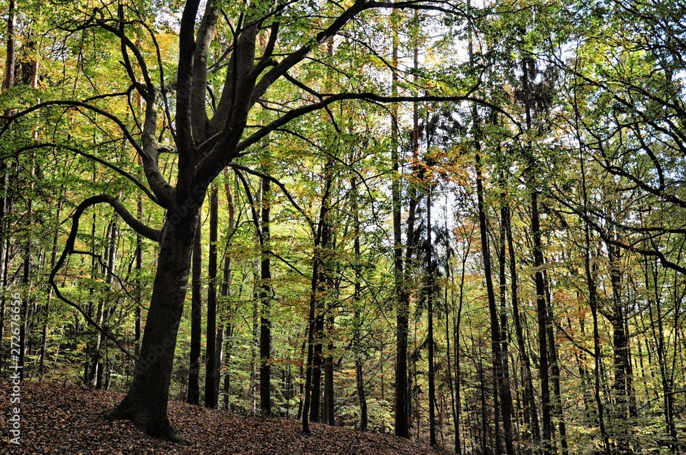 Creepy broad leaf trees forest at autumn / fall daylight Creepy broad leaf trees forest at autumn / fall daylight