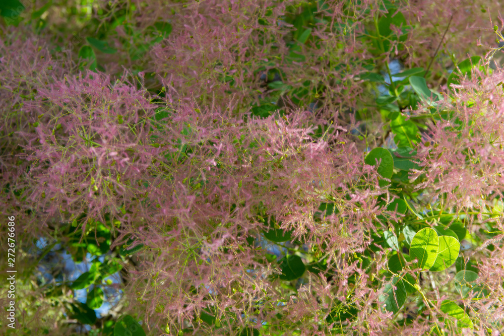 The tree was beautiful with fluffy pink branches. Flowering in spring. Close-up , background, texture.