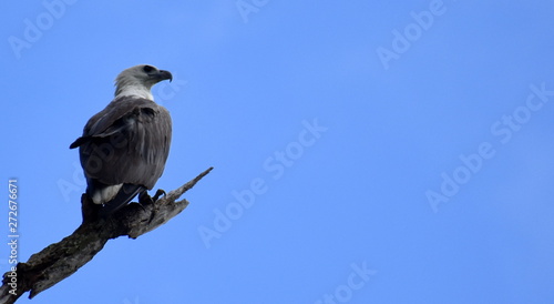 Eagle sitting on a branch in front of a blue sky