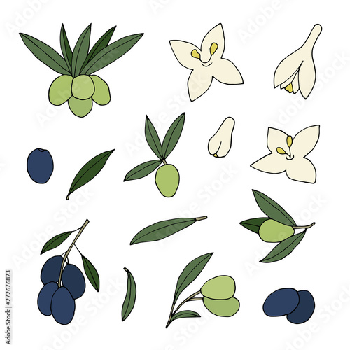 Collection of olive branches and flowers. Hand drawn oliva oil vector set.
