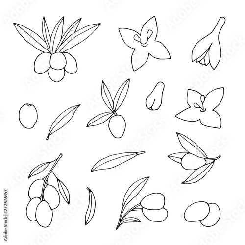 Sketch collection of olive branches and flowers. Hand drawn outline oliva oil vector set.