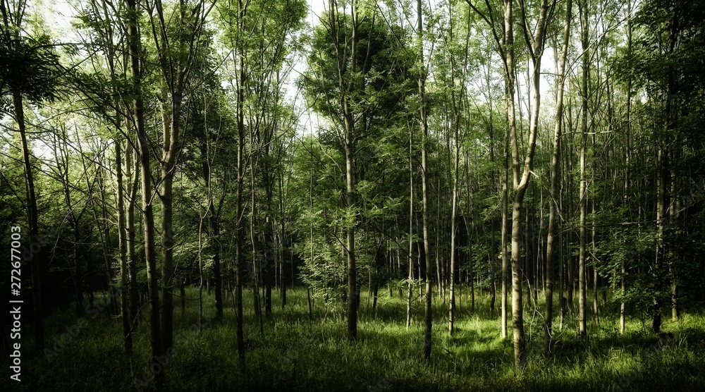 Lush green forest on spring day