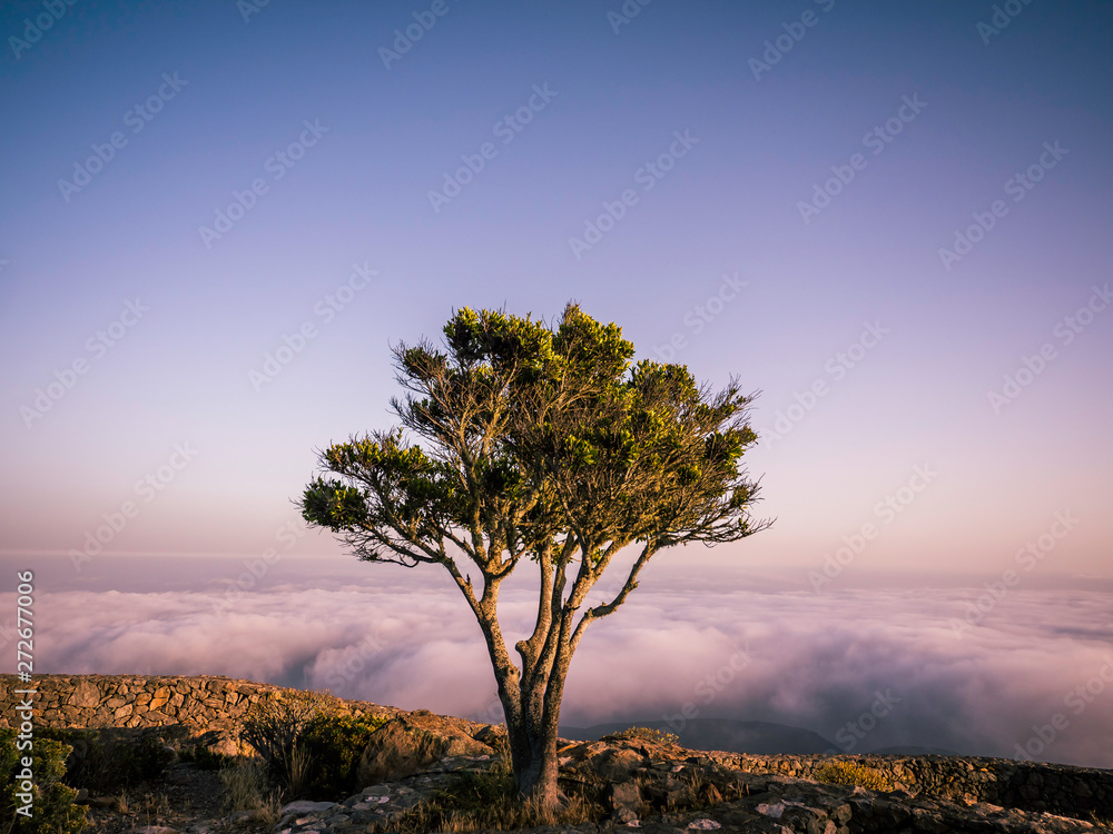 A single tree on top of a mountain above the clouds during sunset