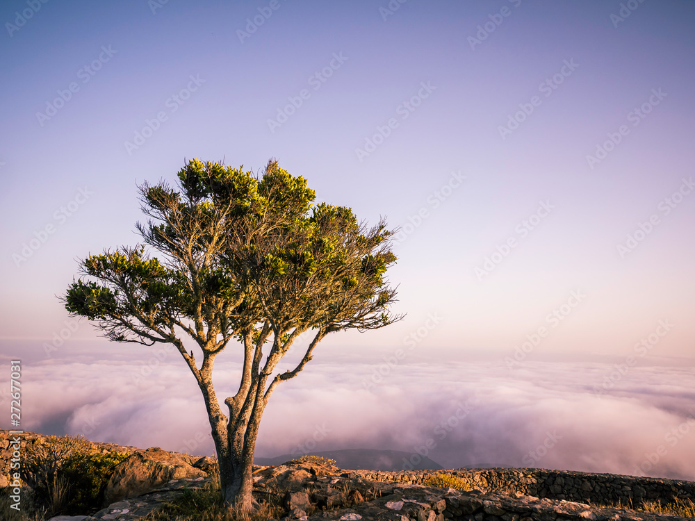 A single tree on top of a mountain above the clouds during sunset