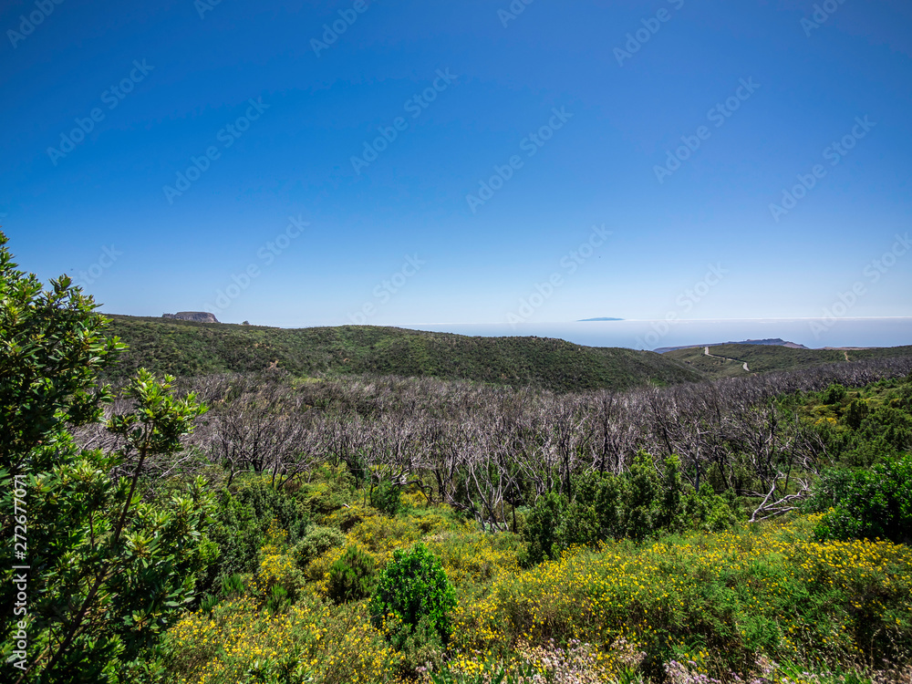 Scenery of a burnt down forest in Garajonay National Park in La Gomera Canary Islands Spain