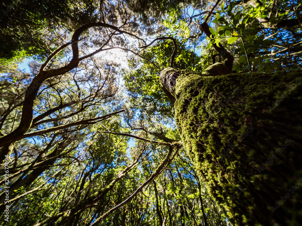 Scenery of a fairytale magical forest of El Cedro Forest near Garajonay National Park in La Gomera, Canary Islands, Spain